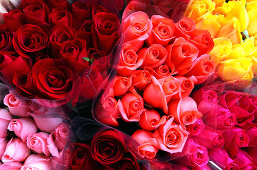 Limited Edition Rose Ritual </br> (Price on Application)